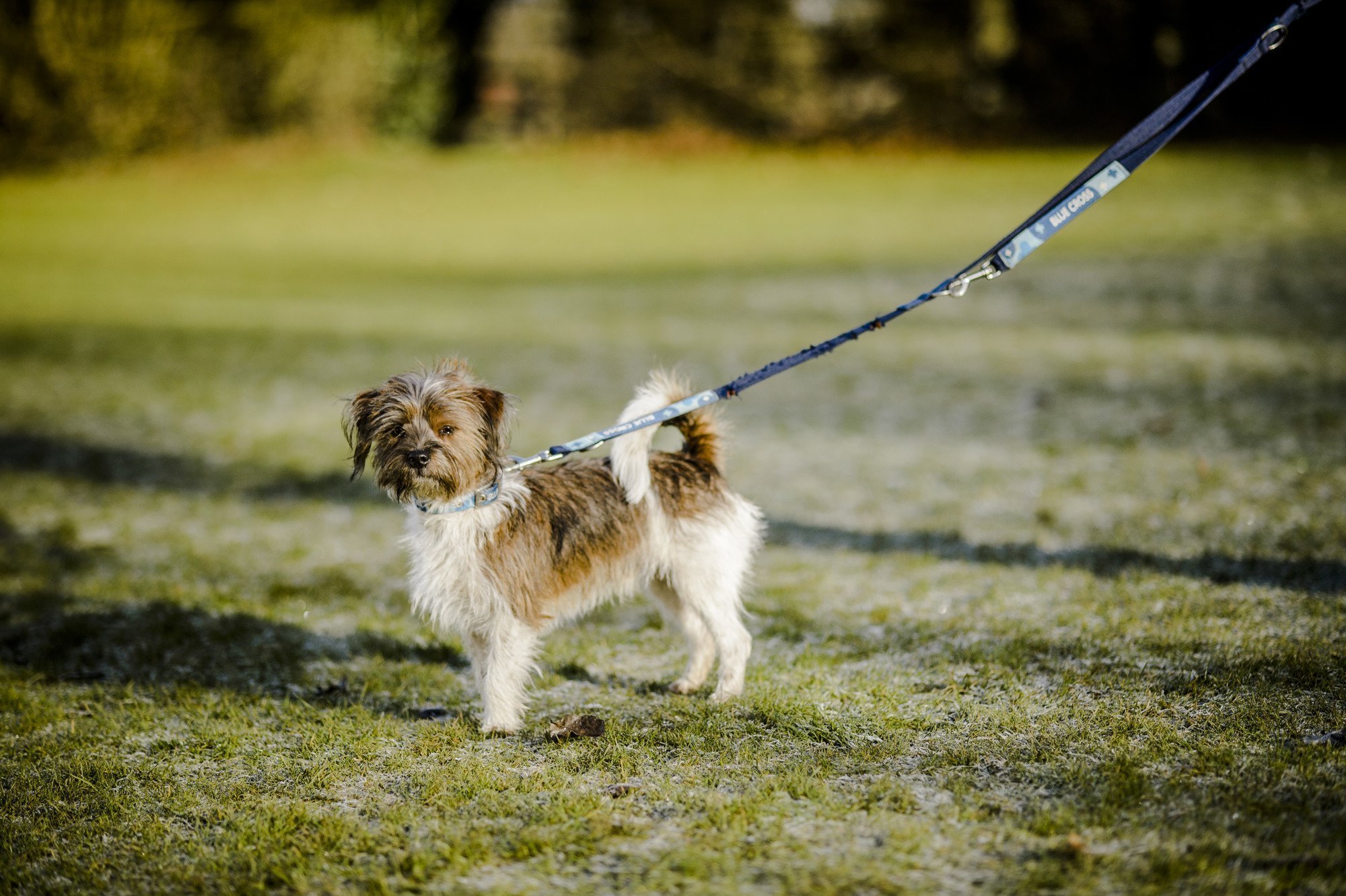 Köpeklerin Gençlik Hastalığı (Distemper)