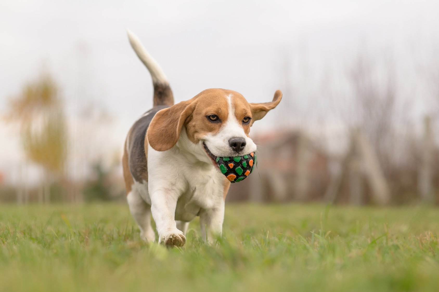 Kedi ve Köpekler İçin Gerekli Aşılar